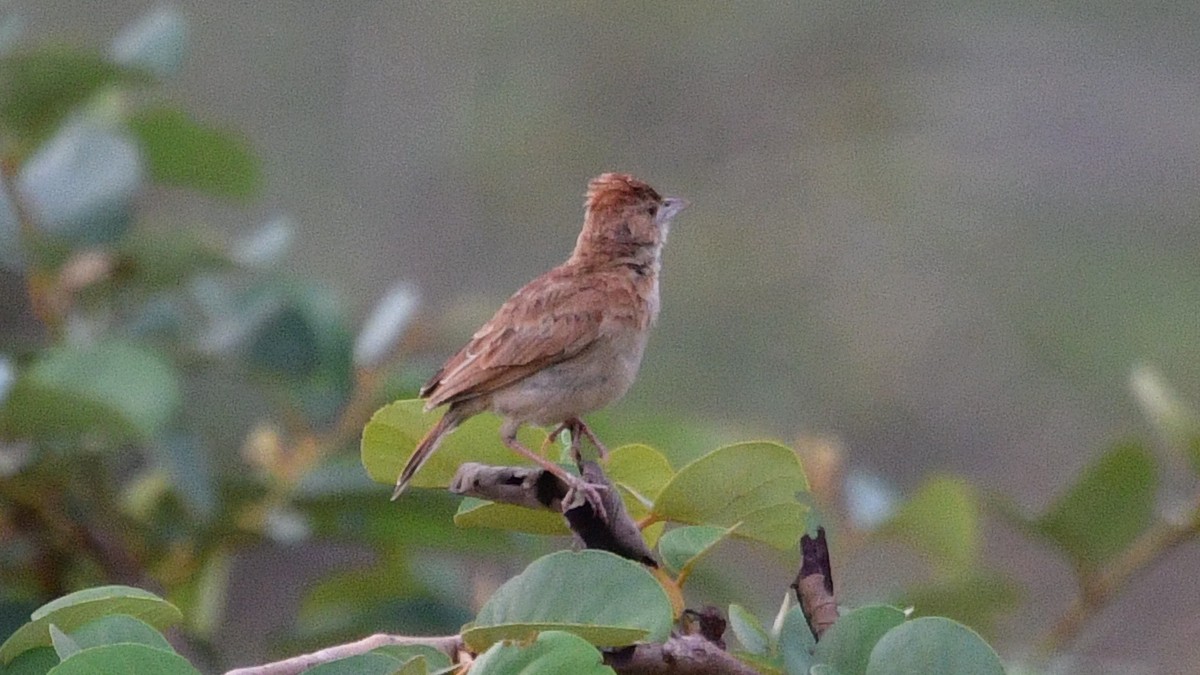 Plains Lark (Malbrant's) - ML625164675