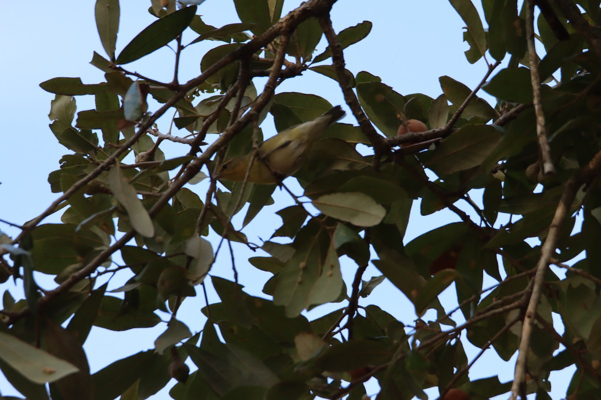 Tennessee Warbler - ML625164677