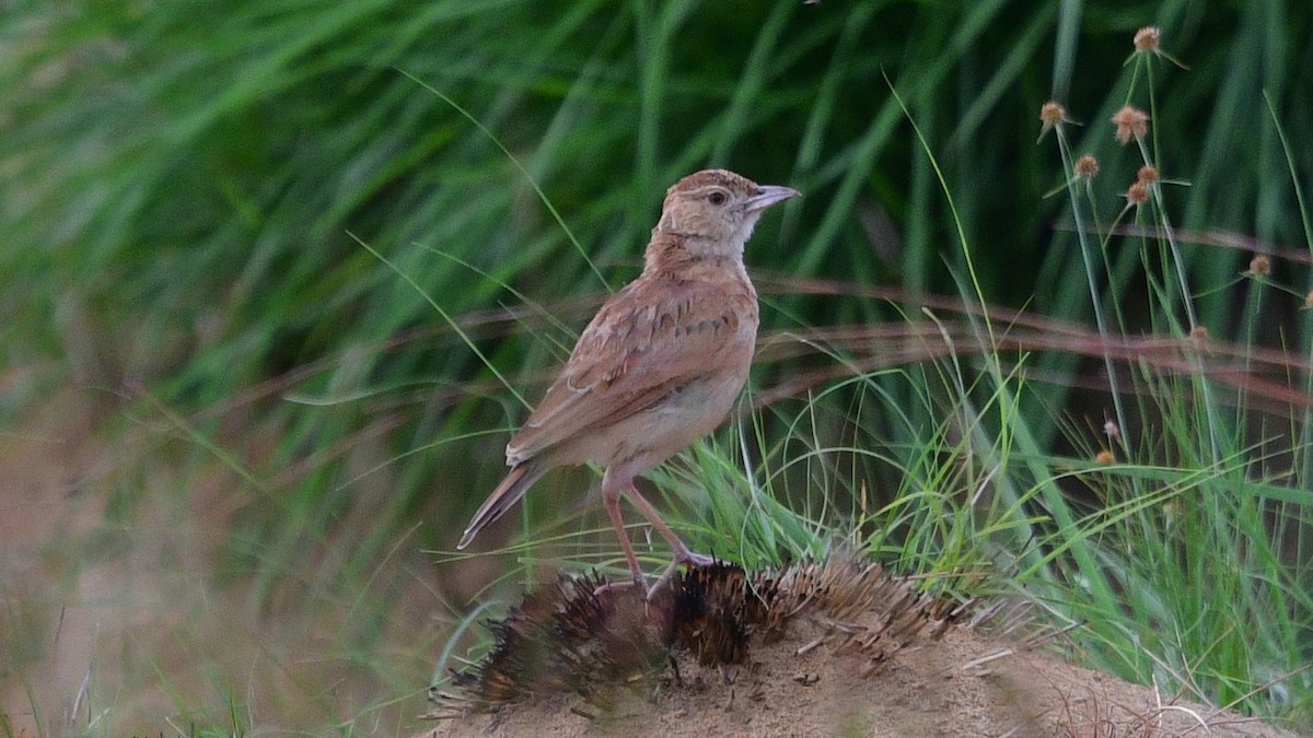 Plains Lark (Malbrant's) - ML625164680