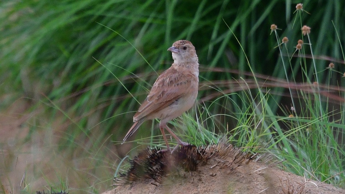 Plains Lark (Malbrant's) - ML625164684