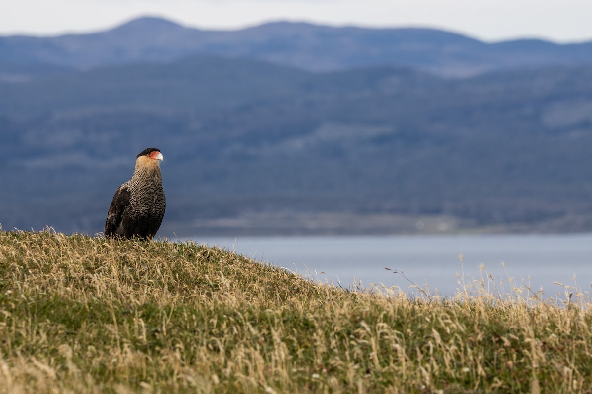 Crested Caracara - ML625164747