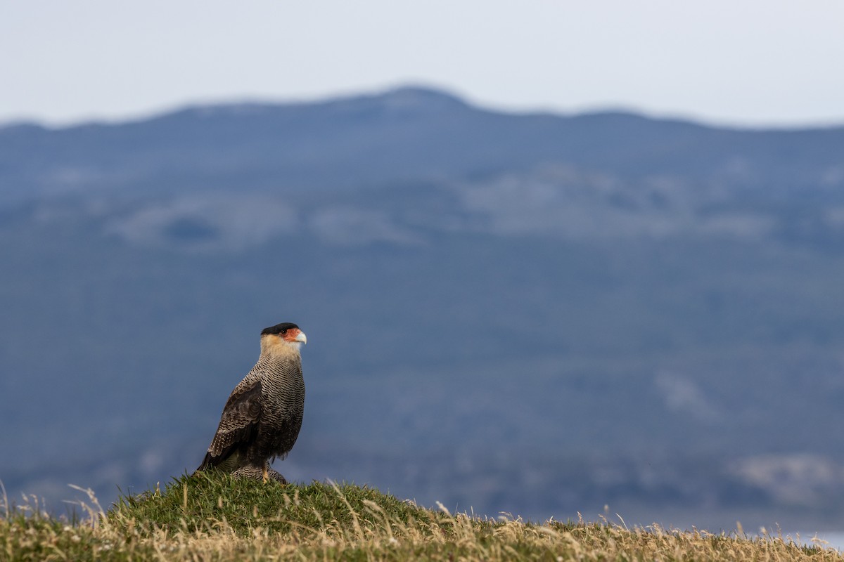 Crested Caracara - ML625164748