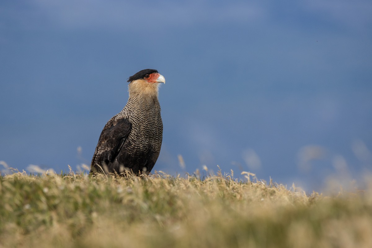 Crested Caracara - ML625164749