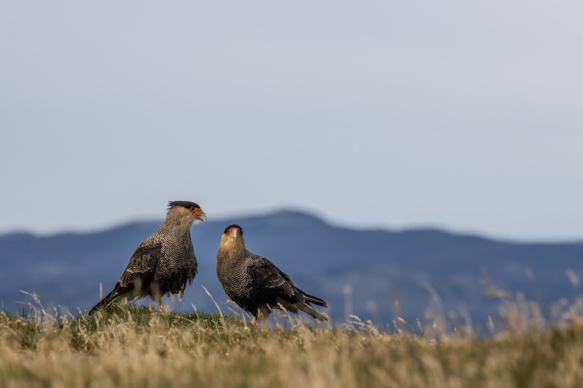 Crested Caracara - ML625164751