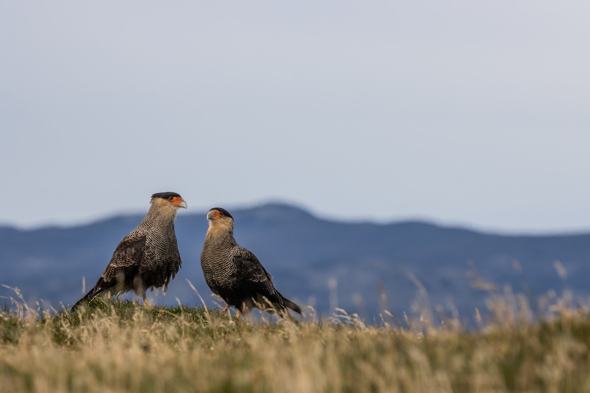 Crested Caracara - ML625164752