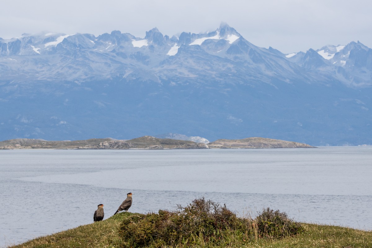 Crested Caracara - ML625164753