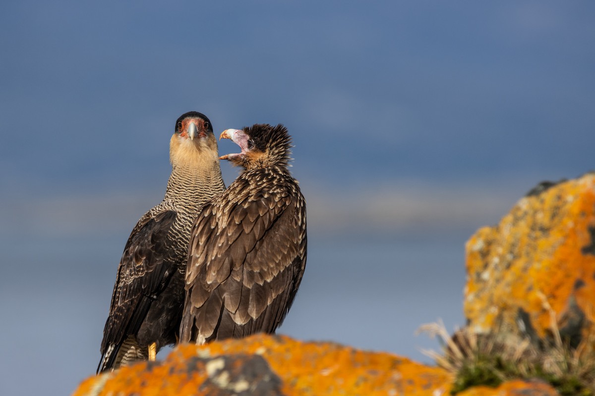 Crested Caracara - ML625164754