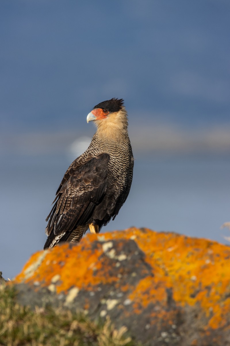 Crested Caracara - ML625164756