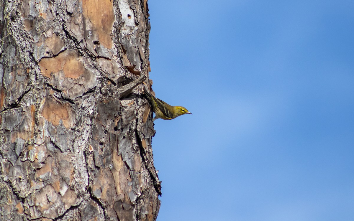 Pine Warbler - ML625165042