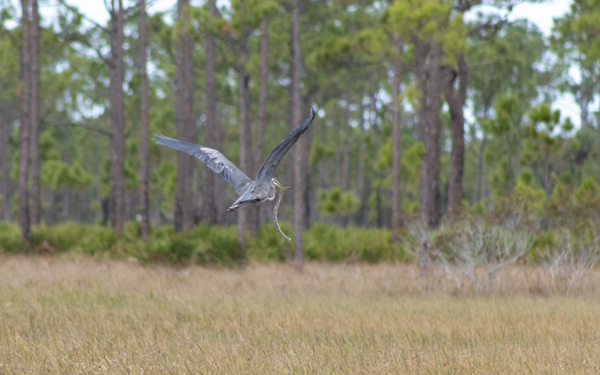 Great Blue Heron (Great Blue) - ML625165060