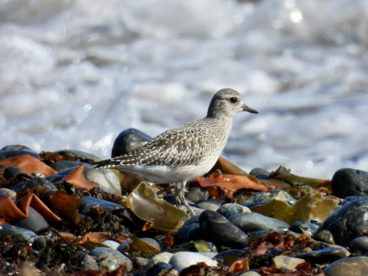 Black-bellied Plover - ML625165175