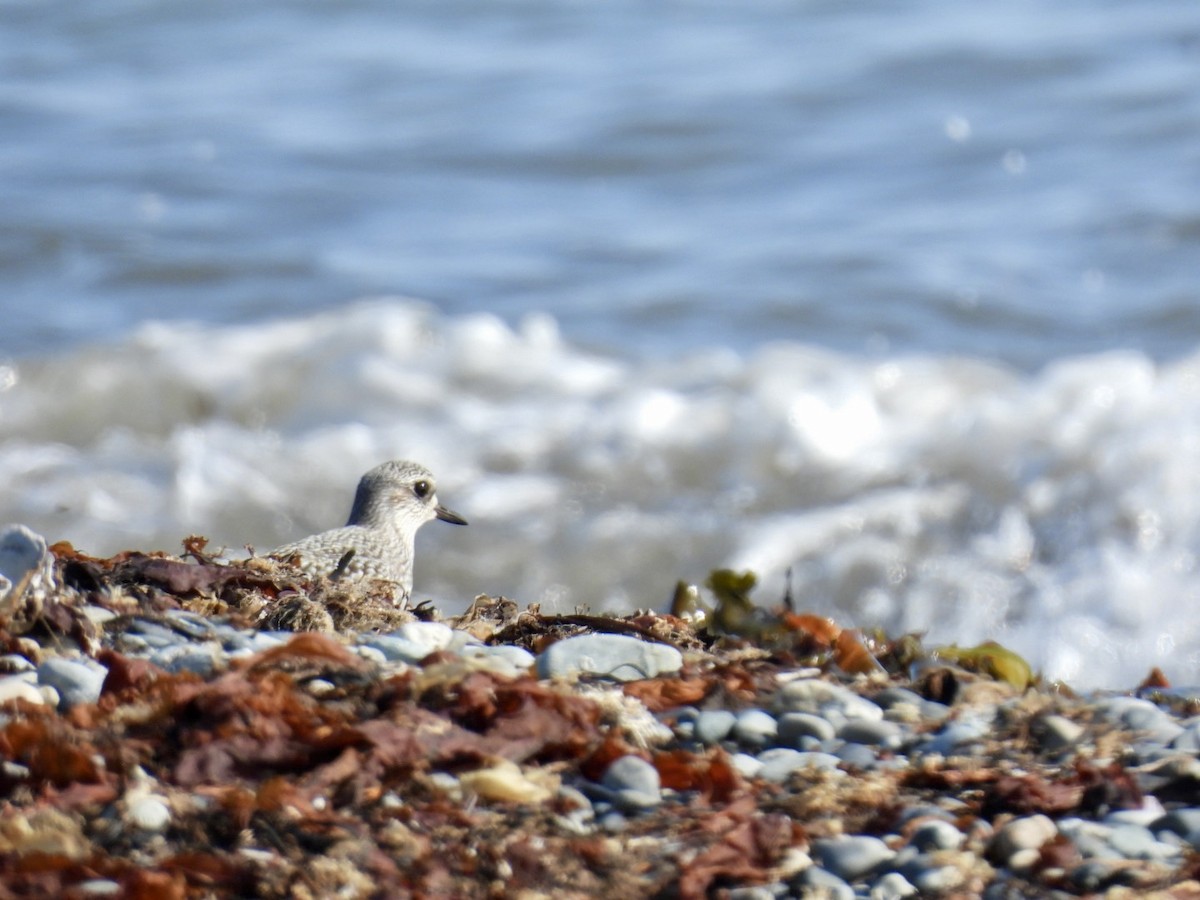 Black-bellied Plover - ML625165177