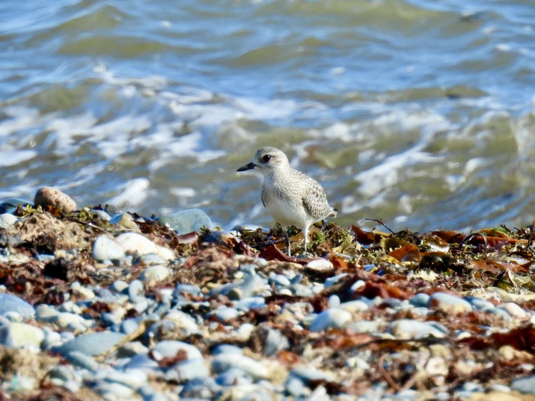 Black-bellied Plover - ML625165178