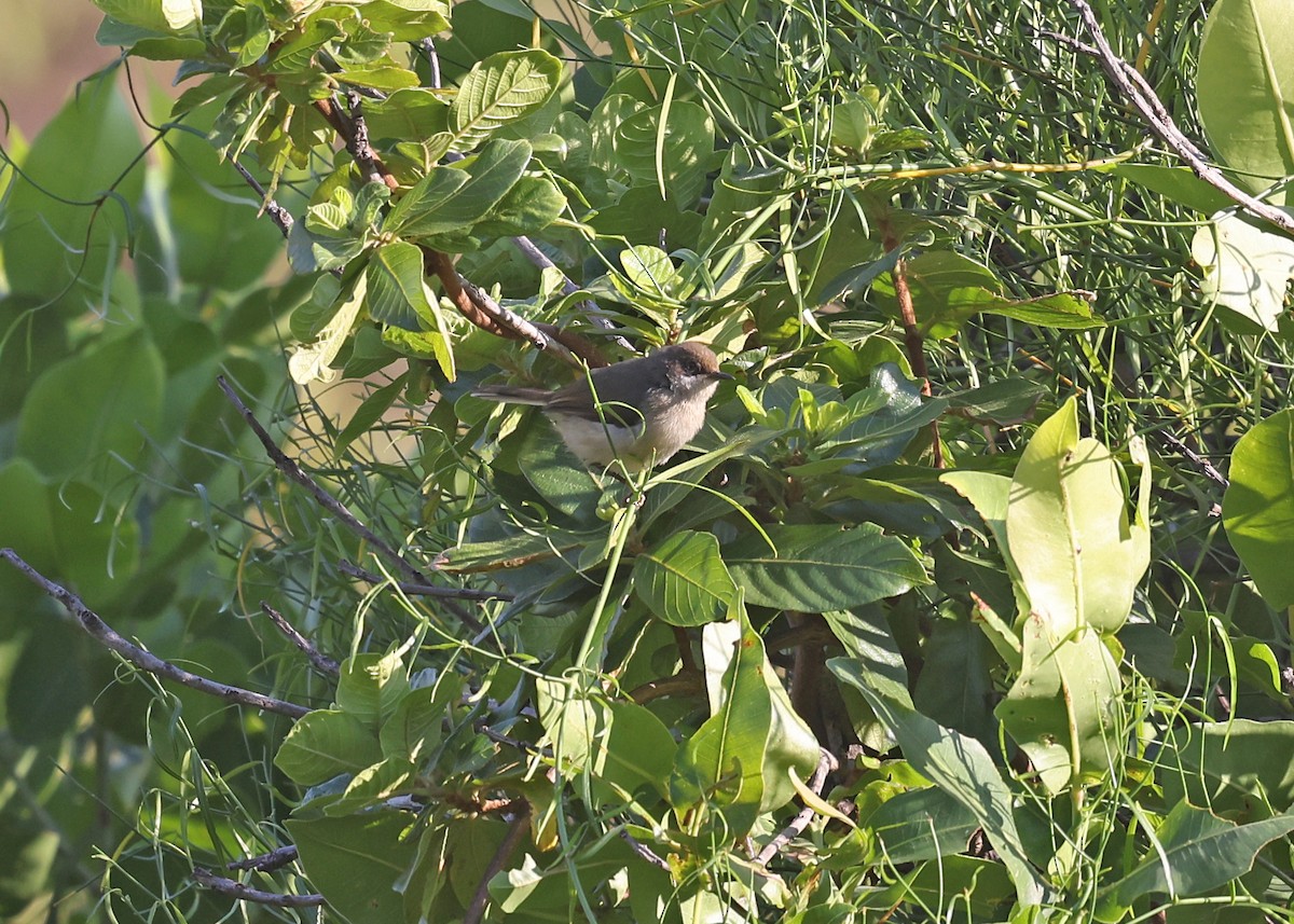 Gray Apalis - ML625165220