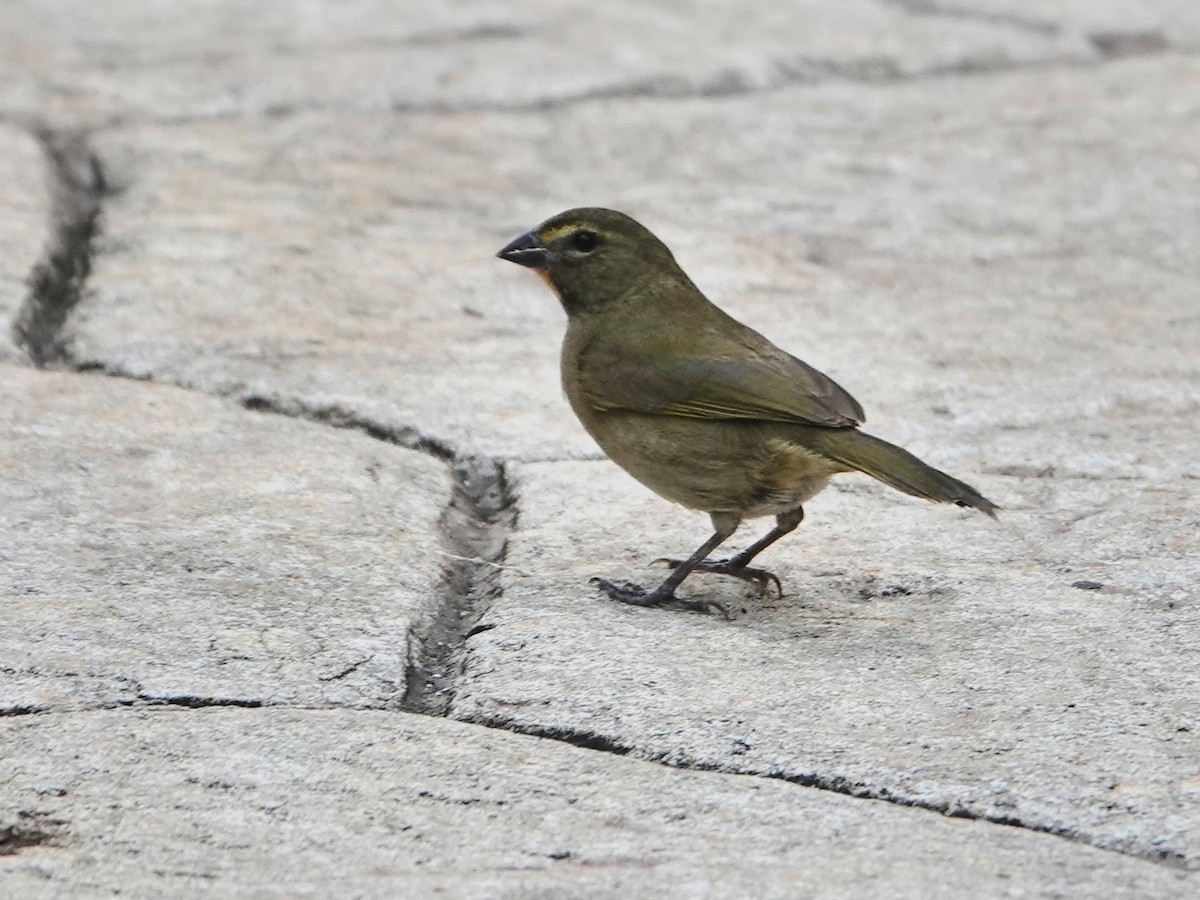 Yellow-faced Grassquit - ML625165609