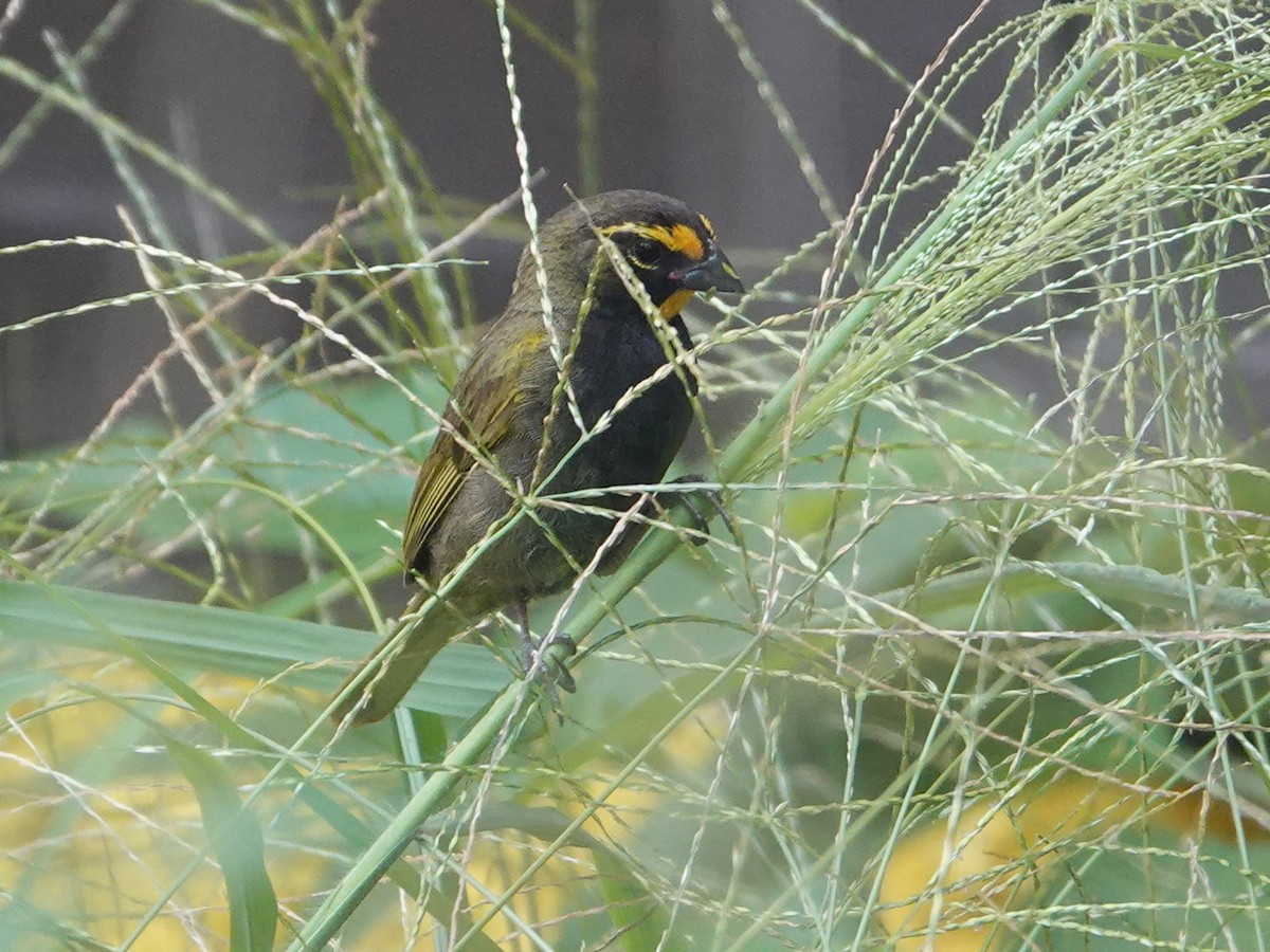 Yellow-faced Grassquit - ML625165610