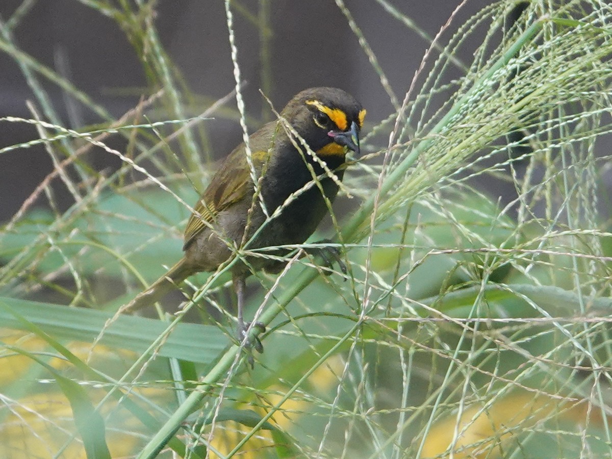 Yellow-faced Grassquit - ML625165611