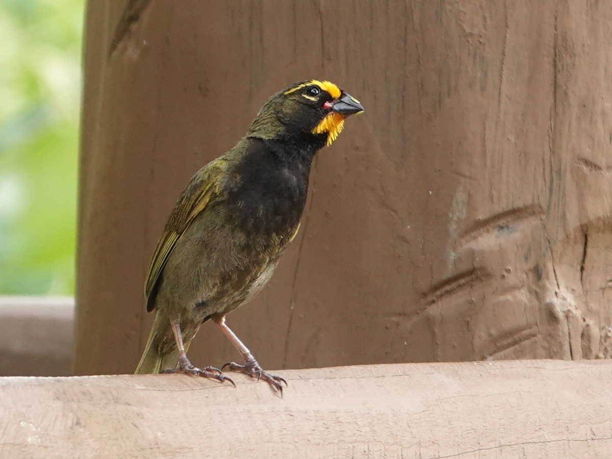 Yellow-faced Grassquit - Liz Soria