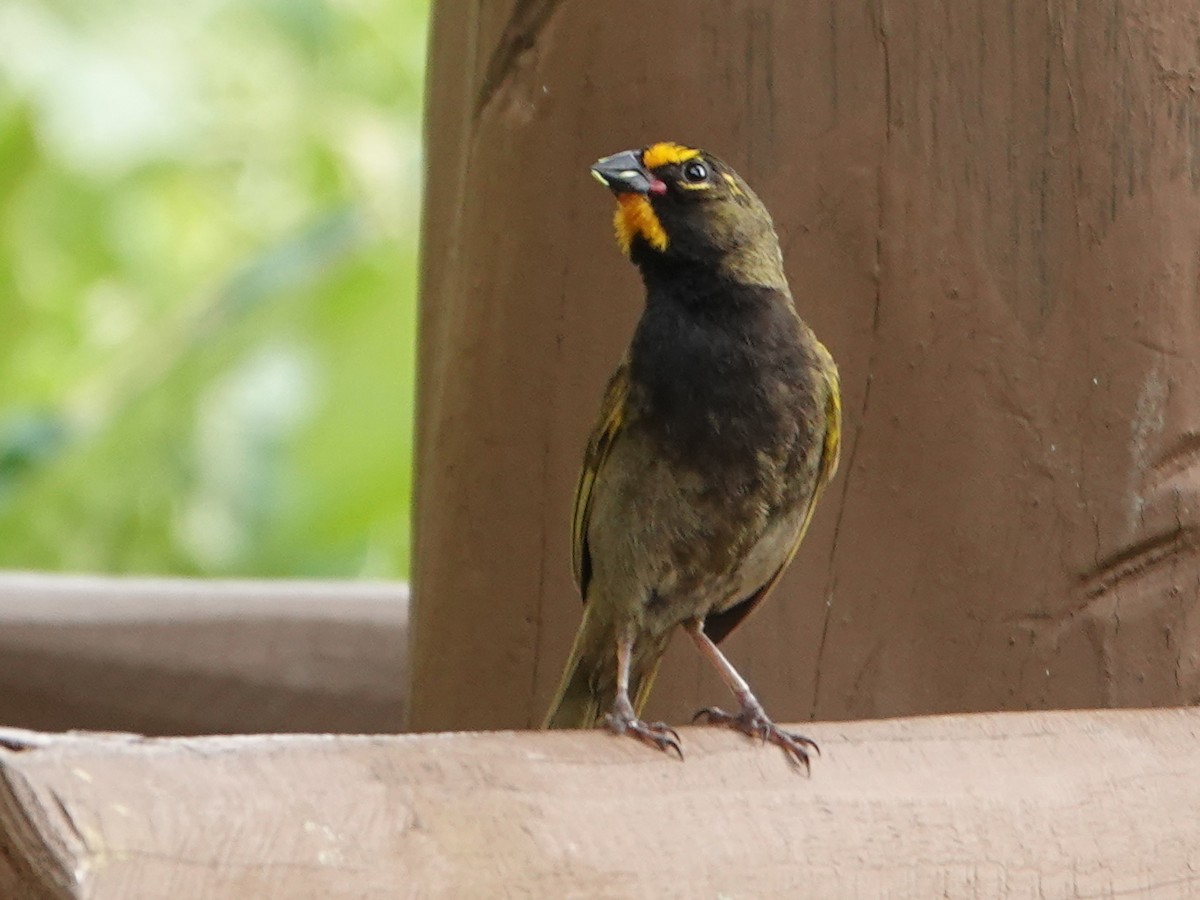 Yellow-faced Grassquit - ML625165613