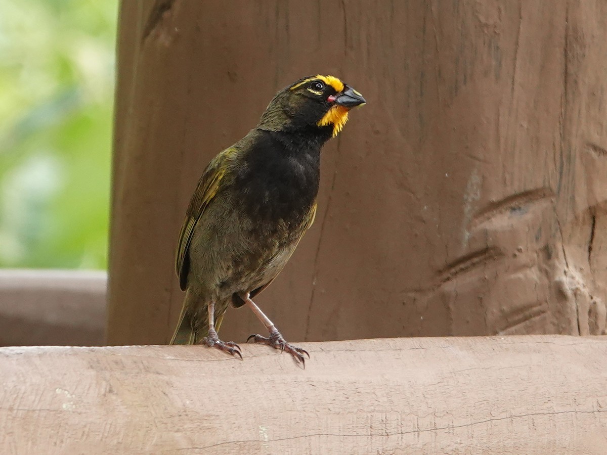 Yellow-faced Grassquit - ML625165615