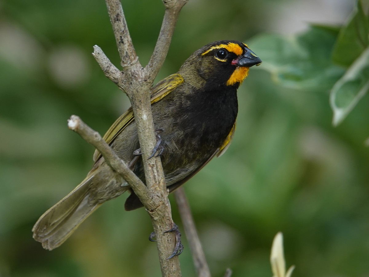 Yellow-faced Grassquit - ML625165616