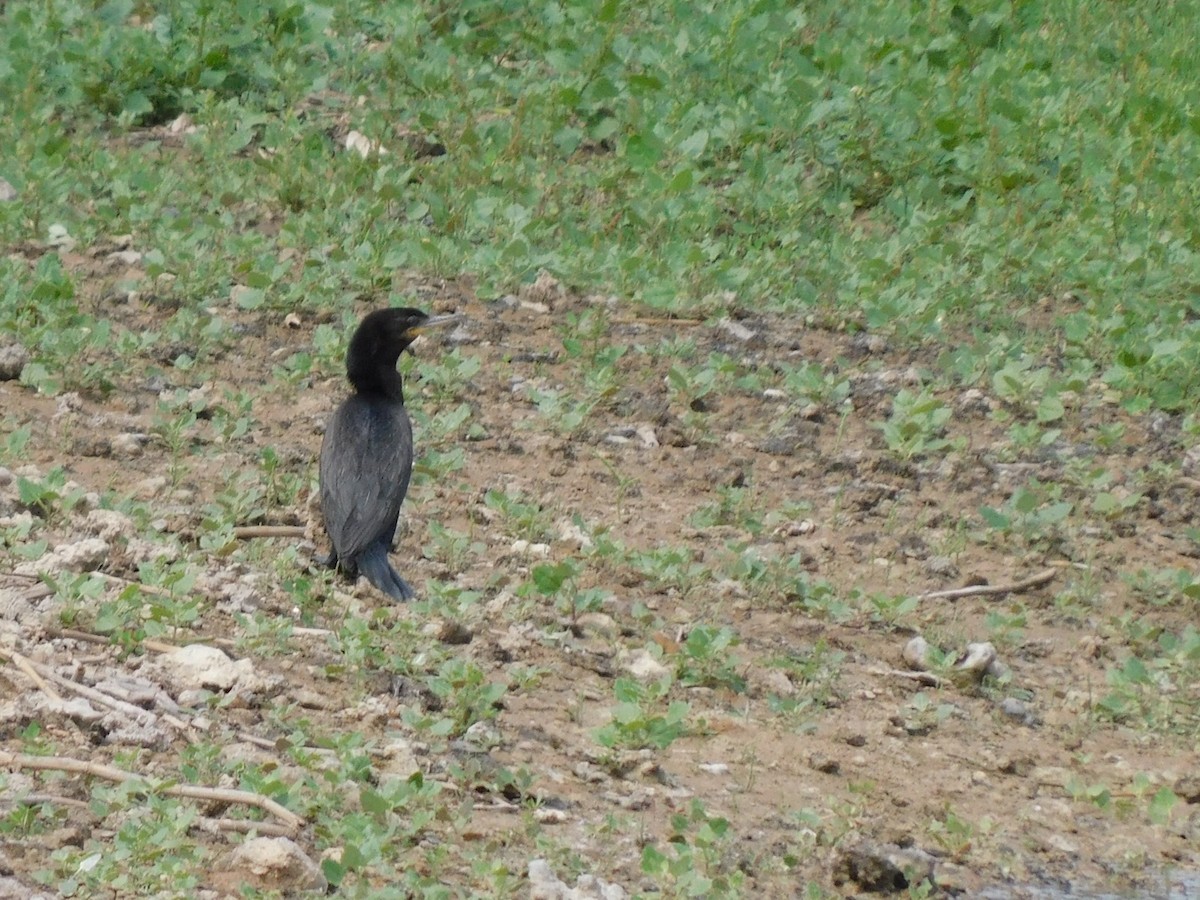 Neotropic Cormorant - Pajareritos argentinos