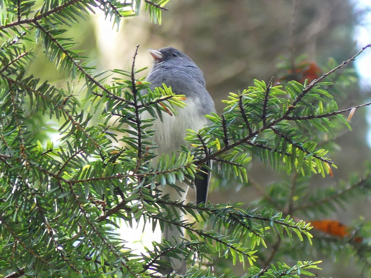 Dark-eyed Junco - ML625165662