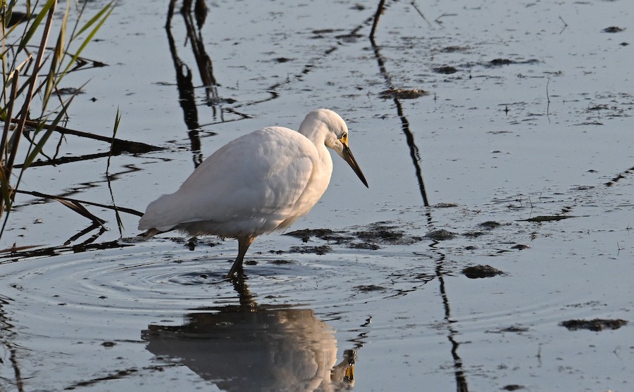 Snowy Egret - Bert Filemyr