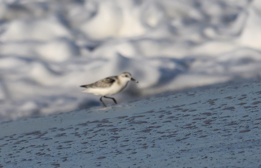 Sanderling - Bert Filemyr