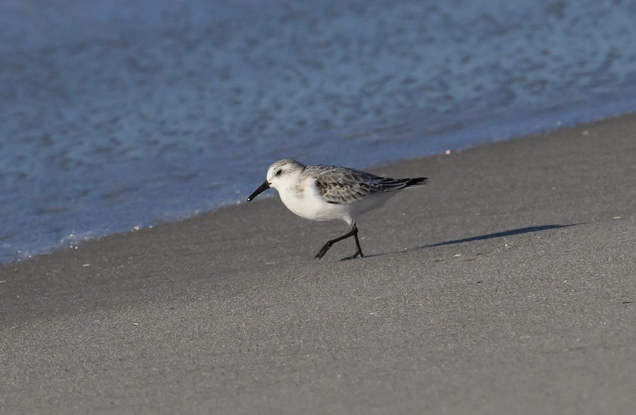 Sanderling - Bert Filemyr