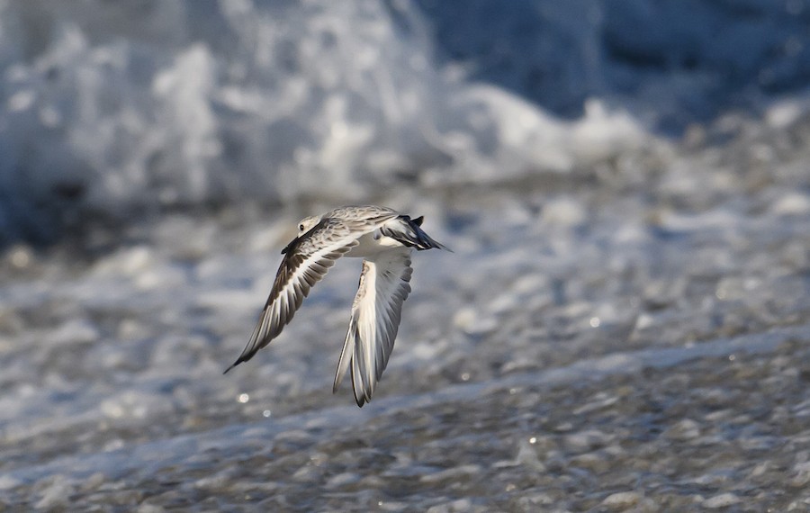 Sanderling - Bert Filemyr