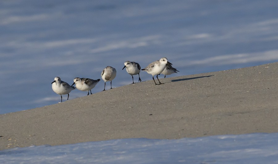 Sanderling - Bert Filemyr