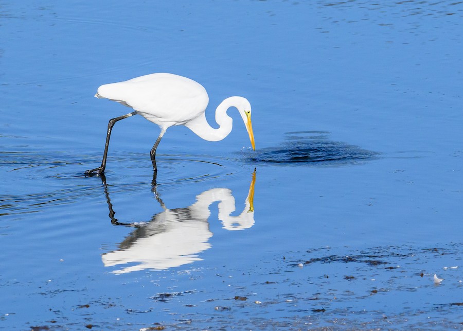 Great Egret - Bert Filemyr