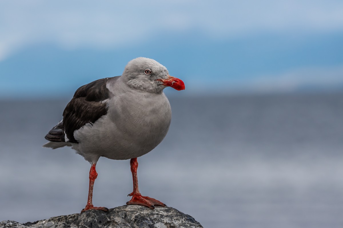 Dolphin Gull - ML625165864