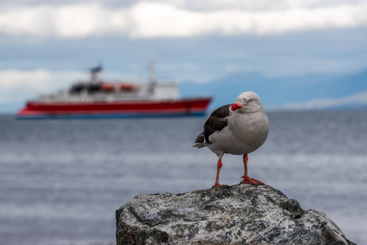 Dolphin Gull - ML625165865