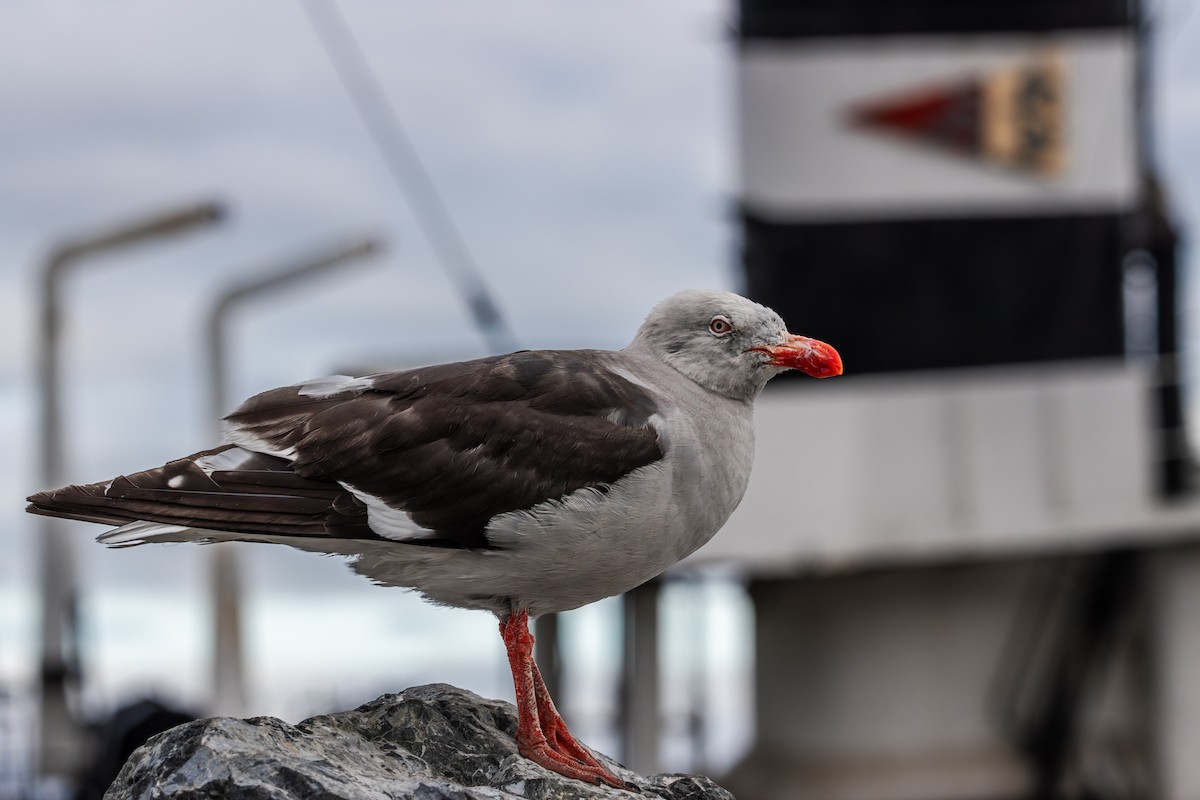 Dolphin Gull - ML625165866