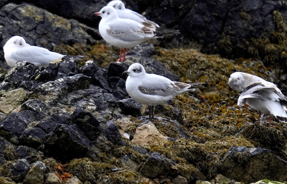 Mediterranean Gull - ML625166050