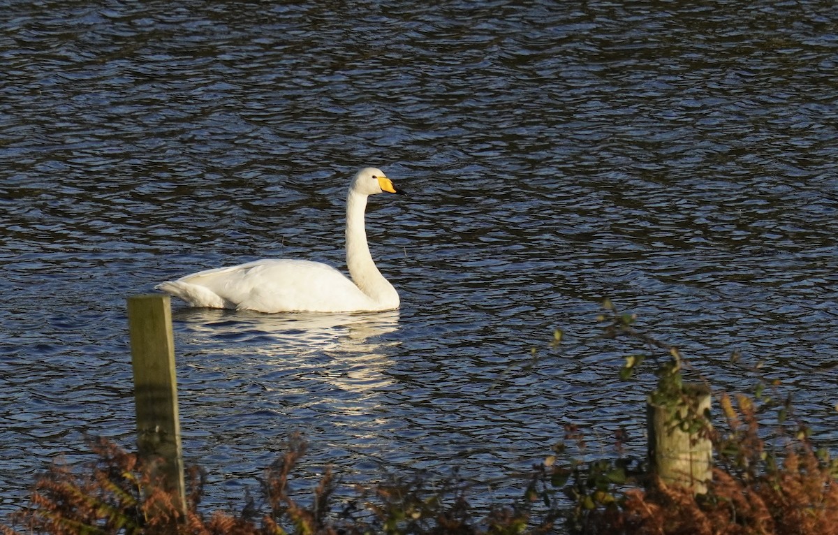 Cigno selvatico - ML625166068