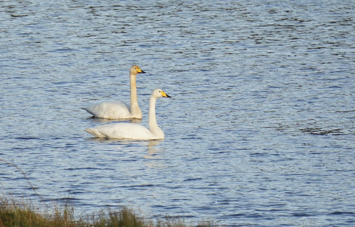 Cigno selvatico - ML625166073