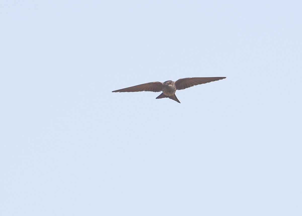 Brazza's Martin - ML625166115