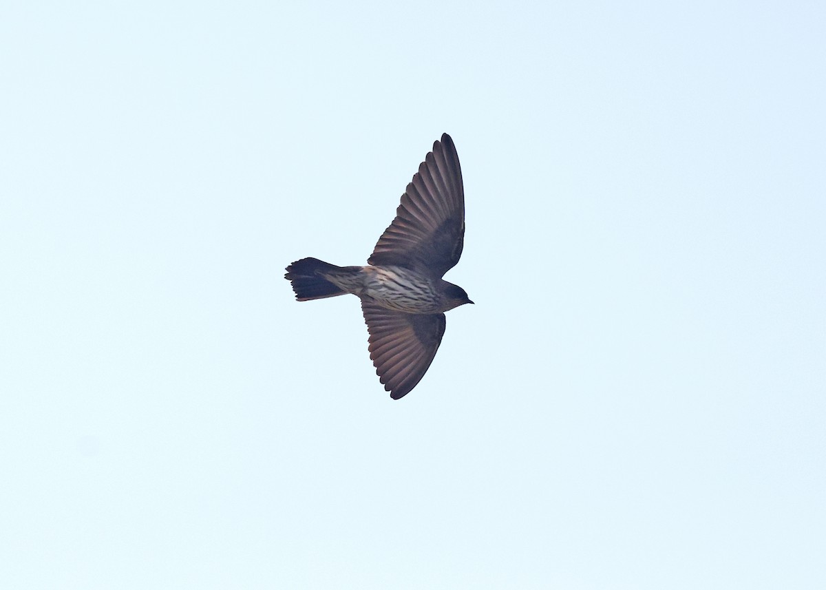 Brazza's Martin - ML625166117