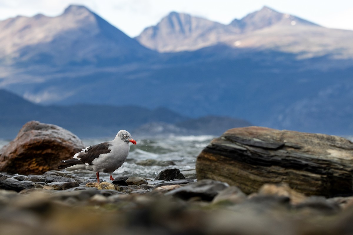 Dolphin Gull - ML625166140