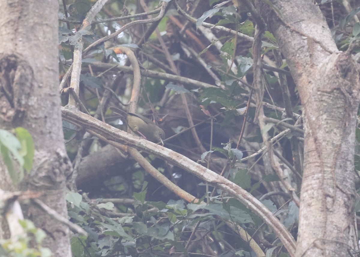 Pulitzer's Longbill - ML625166243