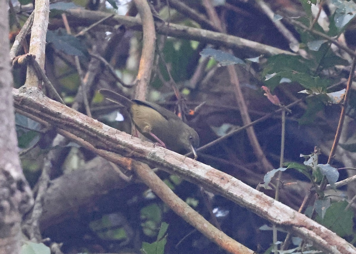 Pulitzer's Longbill - ML625166244