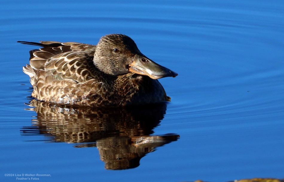Northern Shoveler - ML625166282