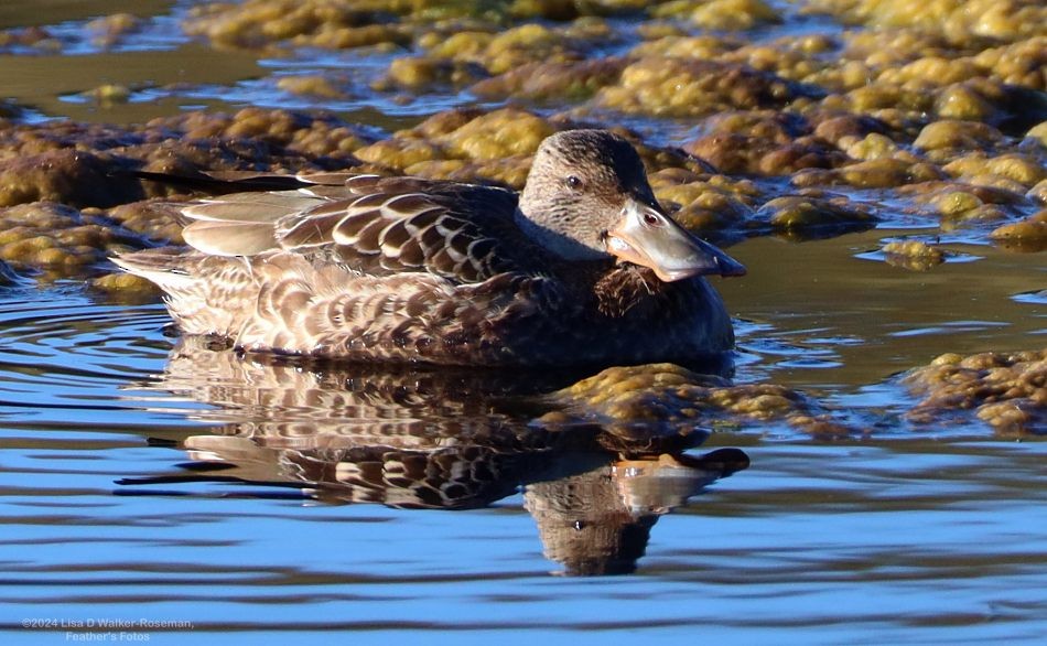 Northern Shoveler - ML625166283