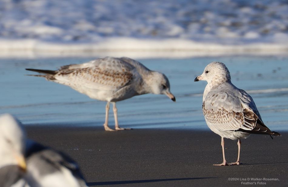 Ring-billed Gull - ML625166299