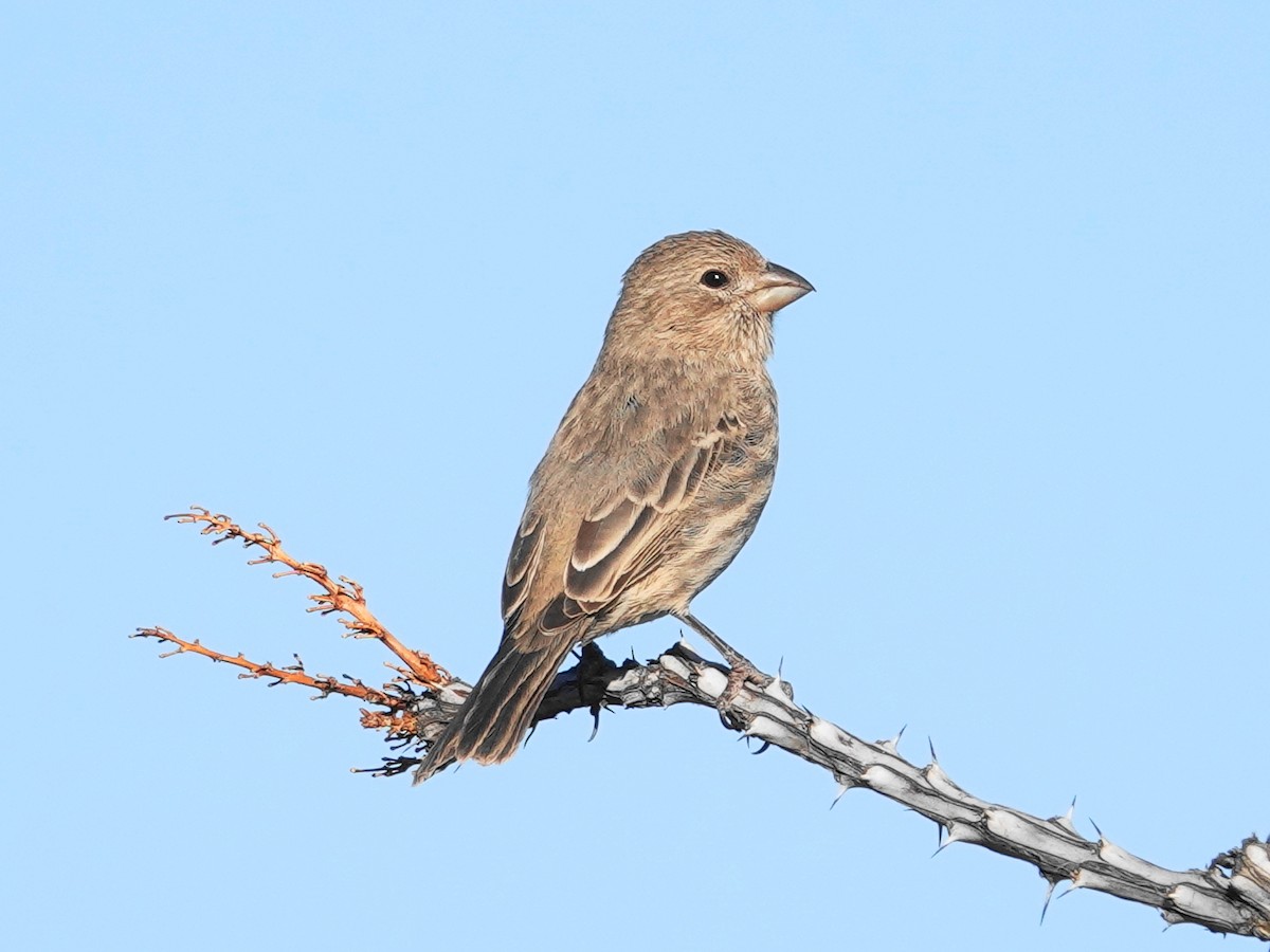 House Finch - ML625166306