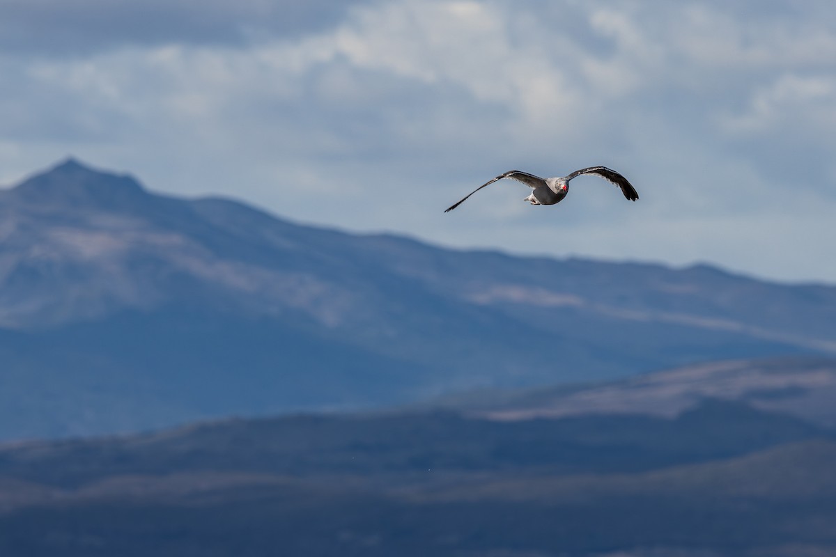 Dolphin Gull - ML625166313