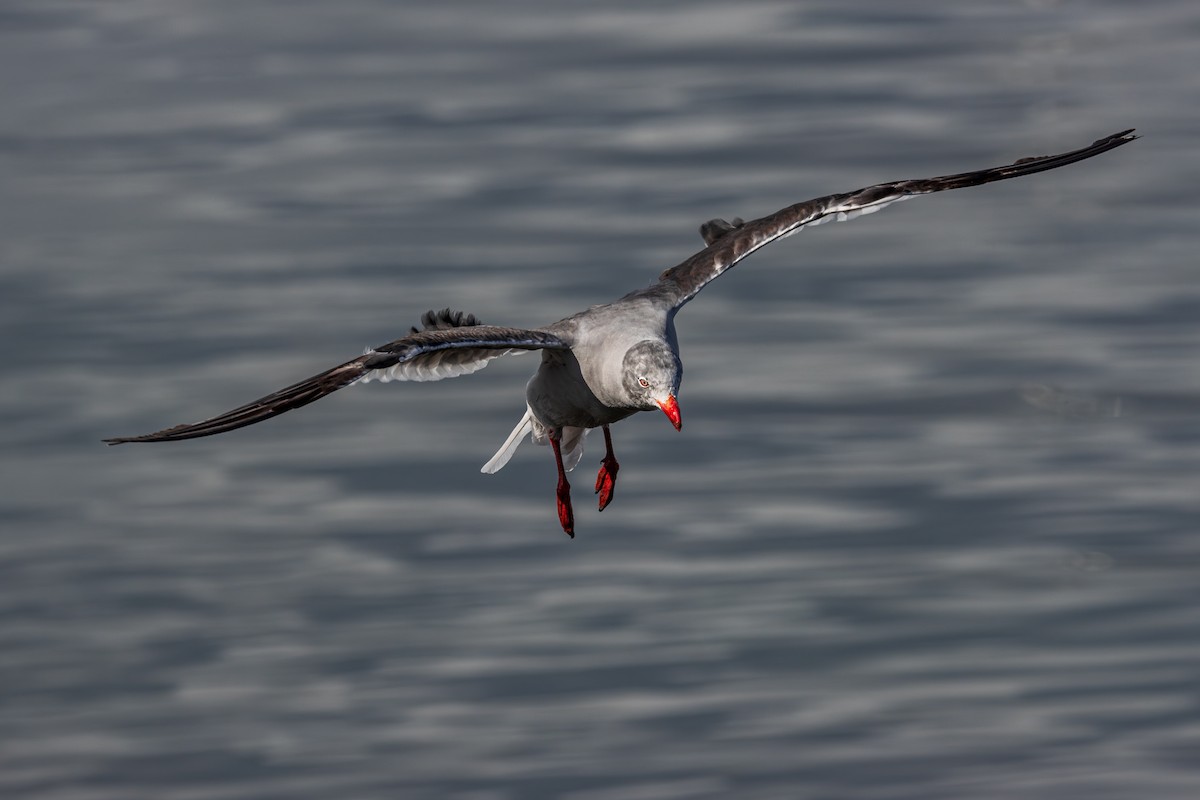 Dolphin Gull - ML625166314